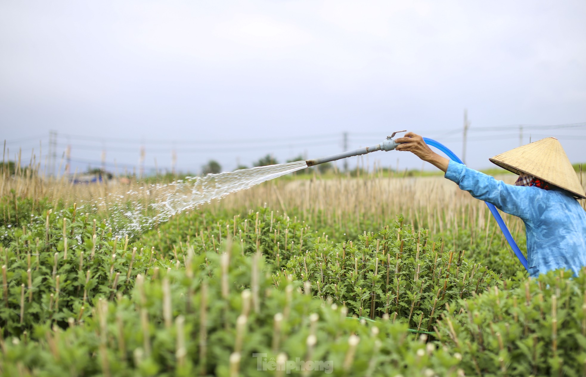 Chong đèn 'không cho hoa ngủ' chờ mong Tết - Ảnh 2