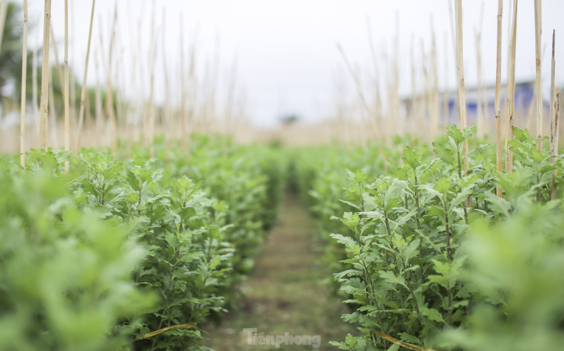 Chong đèn 'không cho hoa ngủ' chờ mong Tết - Ảnh 6