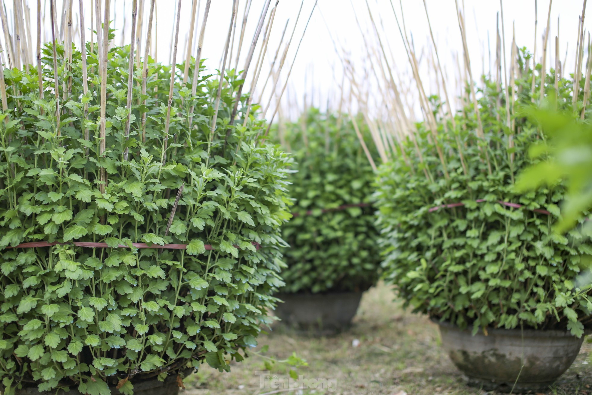 Chong đèn 'không cho hoa ngủ' chờ mong Tết - Ảnh 3