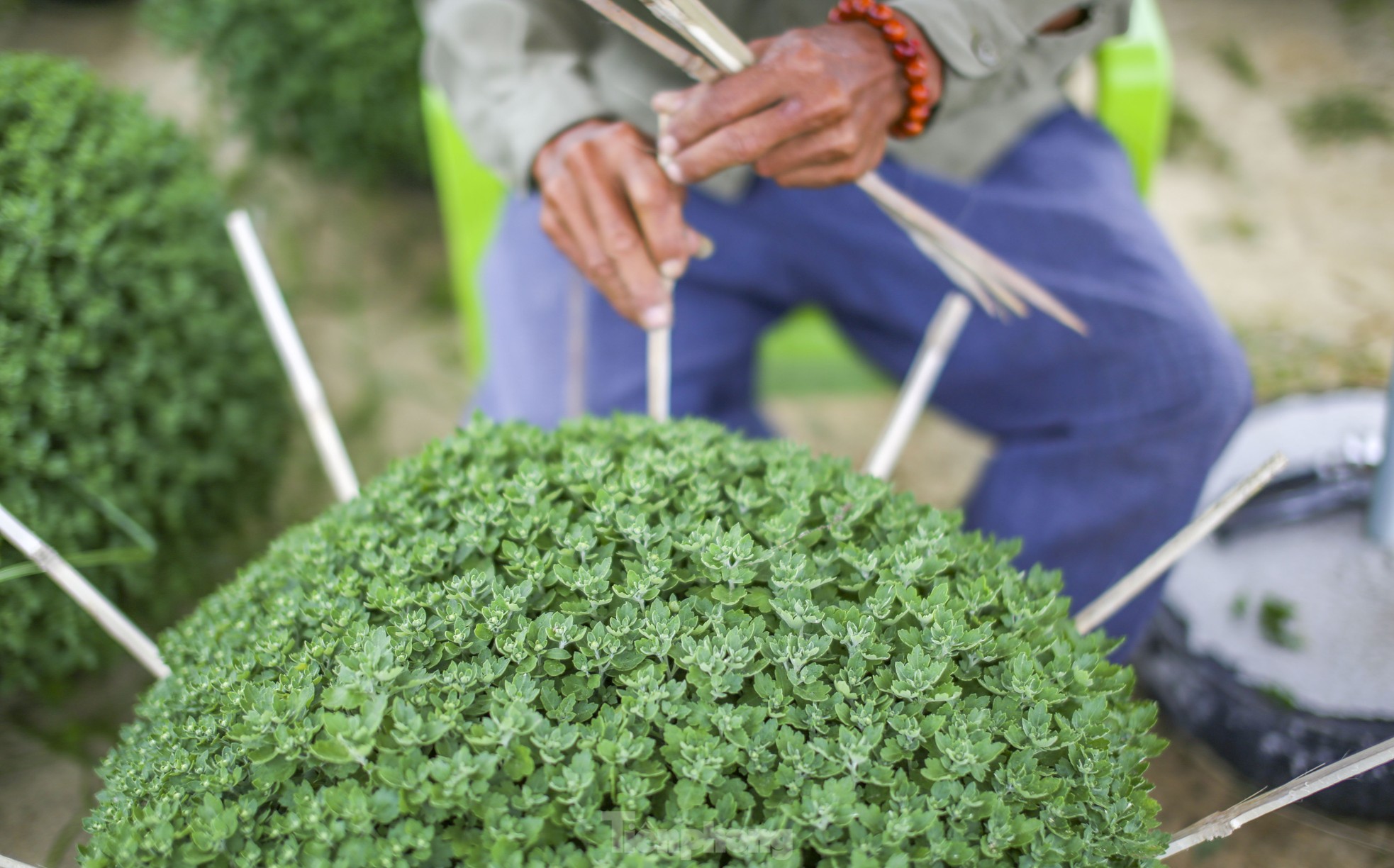 Chong đèn 'không cho hoa ngủ' chờ mong Tết - Ảnh 13