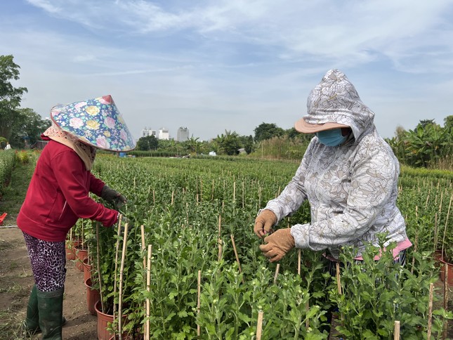 Bất ngờ với thị trường Tết sớm ở TPHCM - Ảnh 6