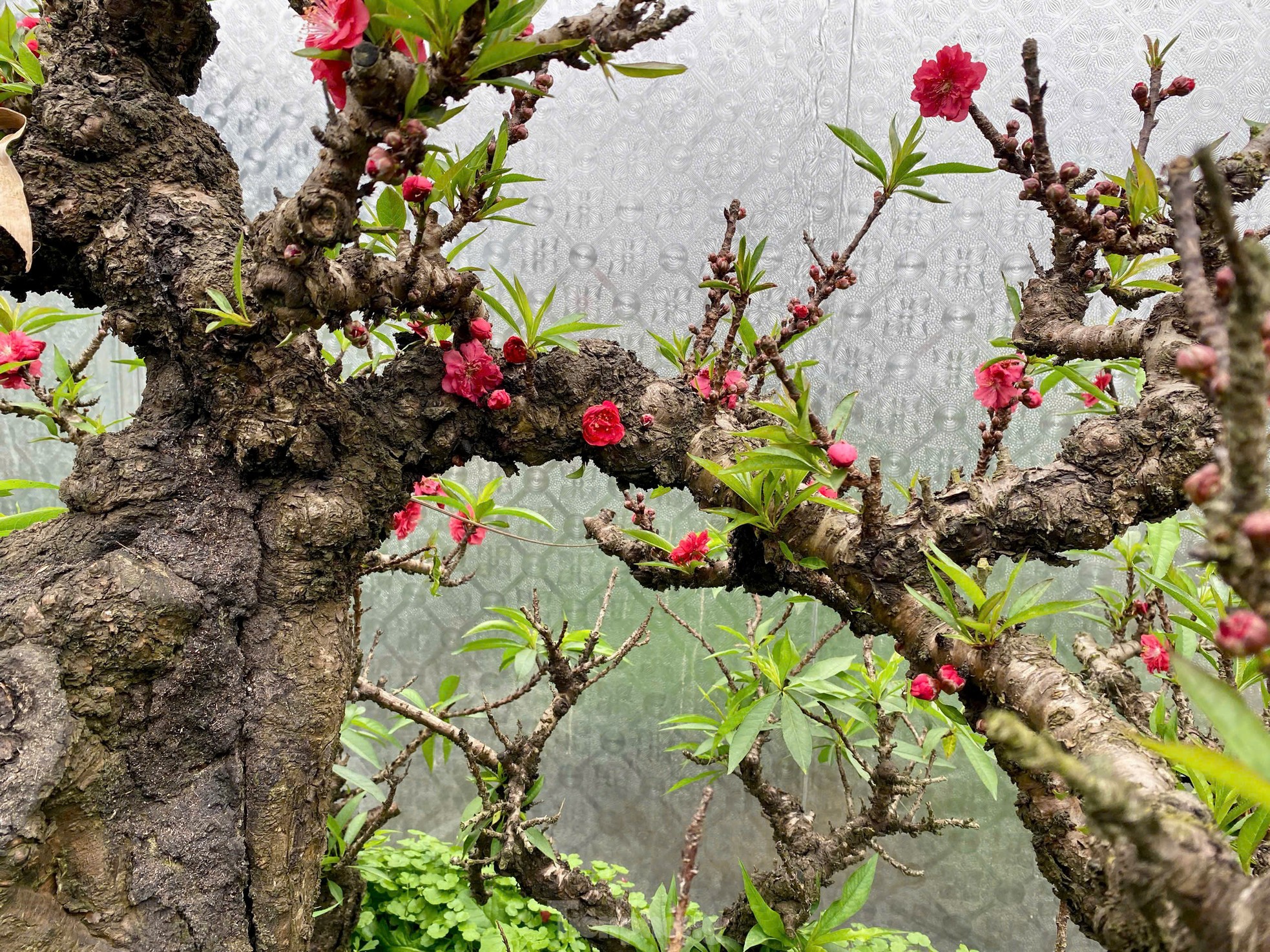 Chiêm ngưỡng 'vua của các loài đào' nằm phòng điều hoà chờ hoa nở đúng dịp Tết Nguyên đán - Ảnh 11