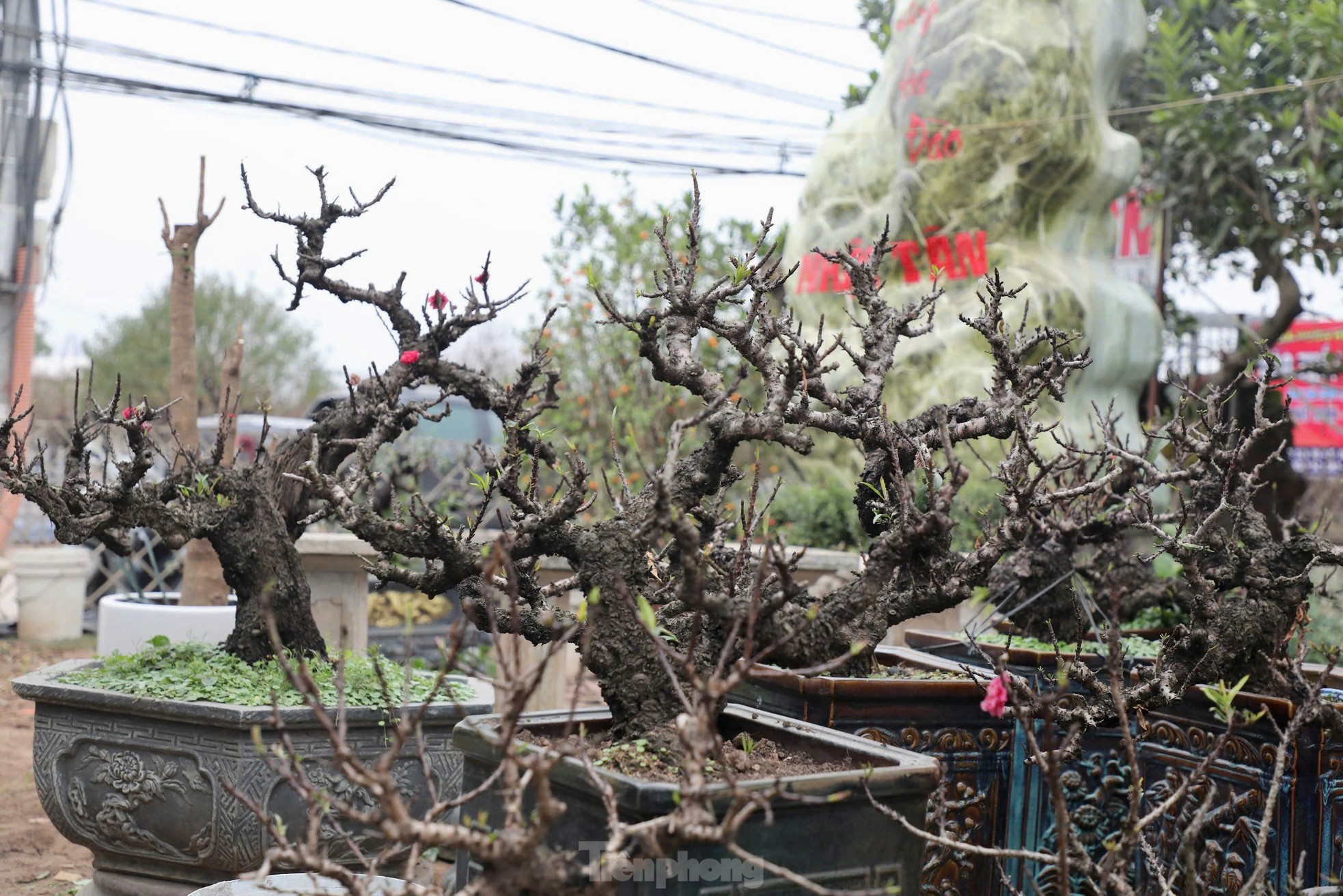 Chiêm ngưỡng 'vua của các loài đào' nằm phòng điều hoà chờ hoa nở đúng dịp Tết Nguyên đán - Ảnh 2