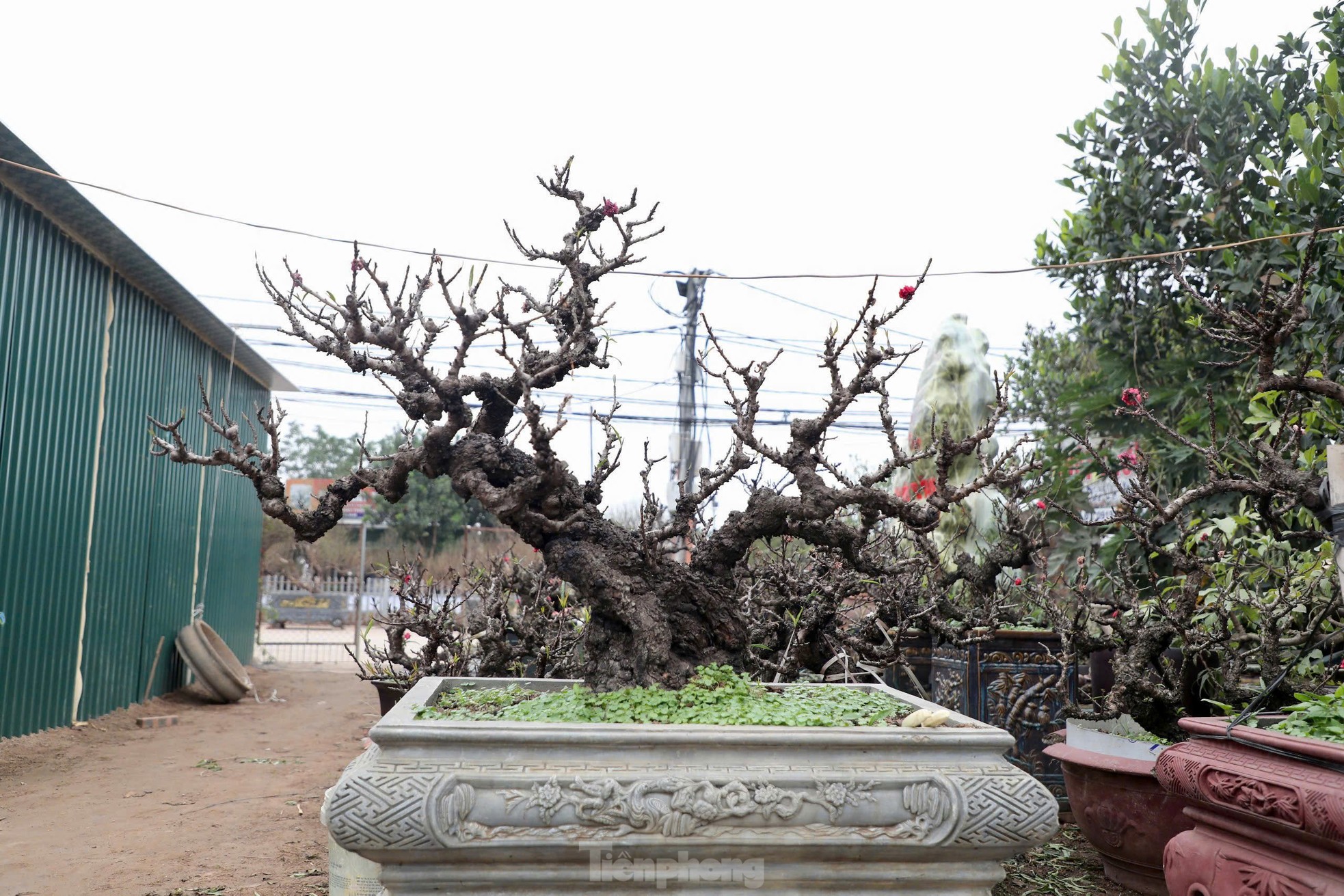 Chiêm ngưỡng 'vua của các loài đào' nằm phòng điều hoà chờ hoa nở đúng dịp Tết Nguyên đán - Ảnh 10