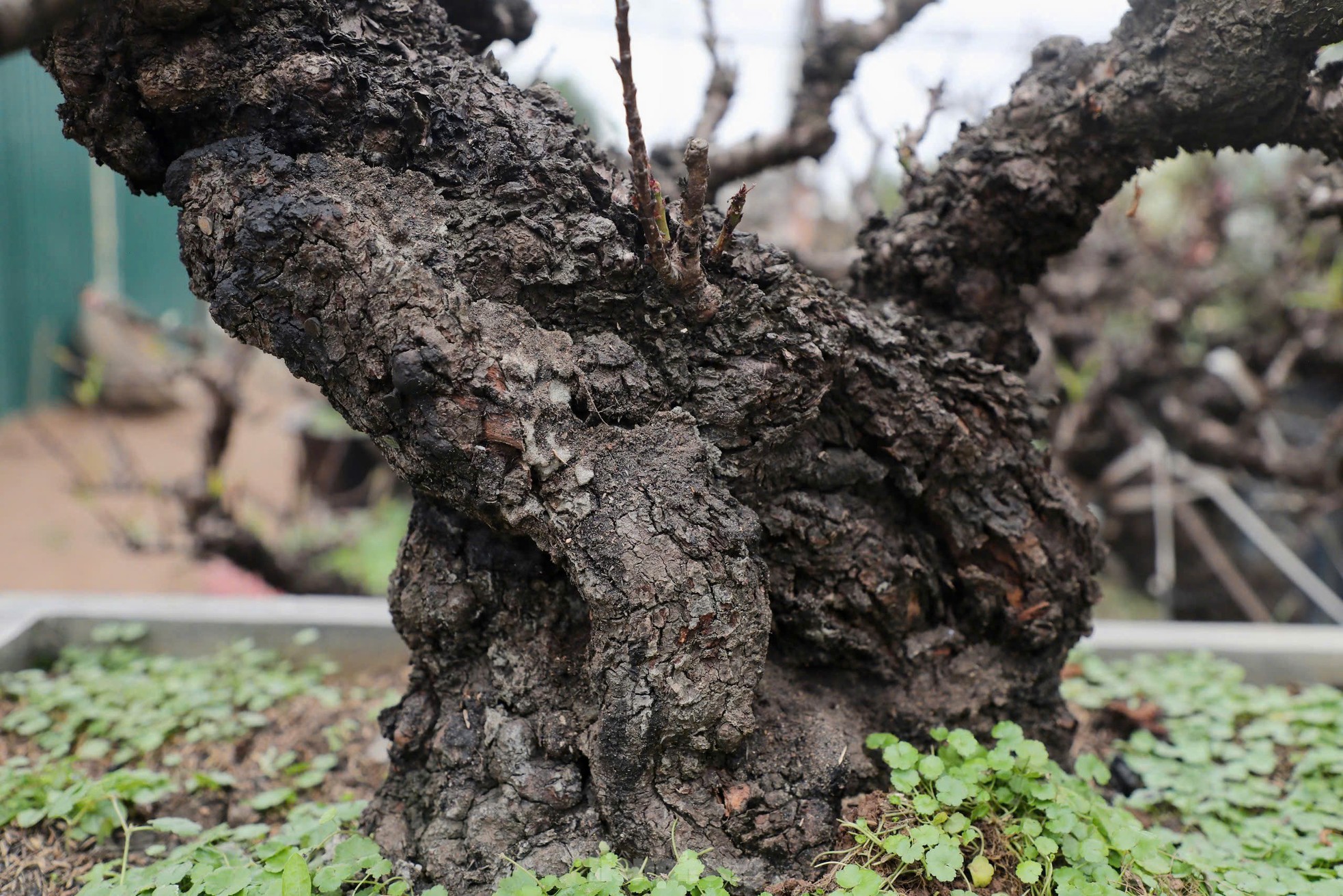Chiêm ngưỡng 'vua của các loài đào' nằm phòng điều hoà chờ hoa nở đúng dịp Tết Nguyên đán - Ảnh 3
