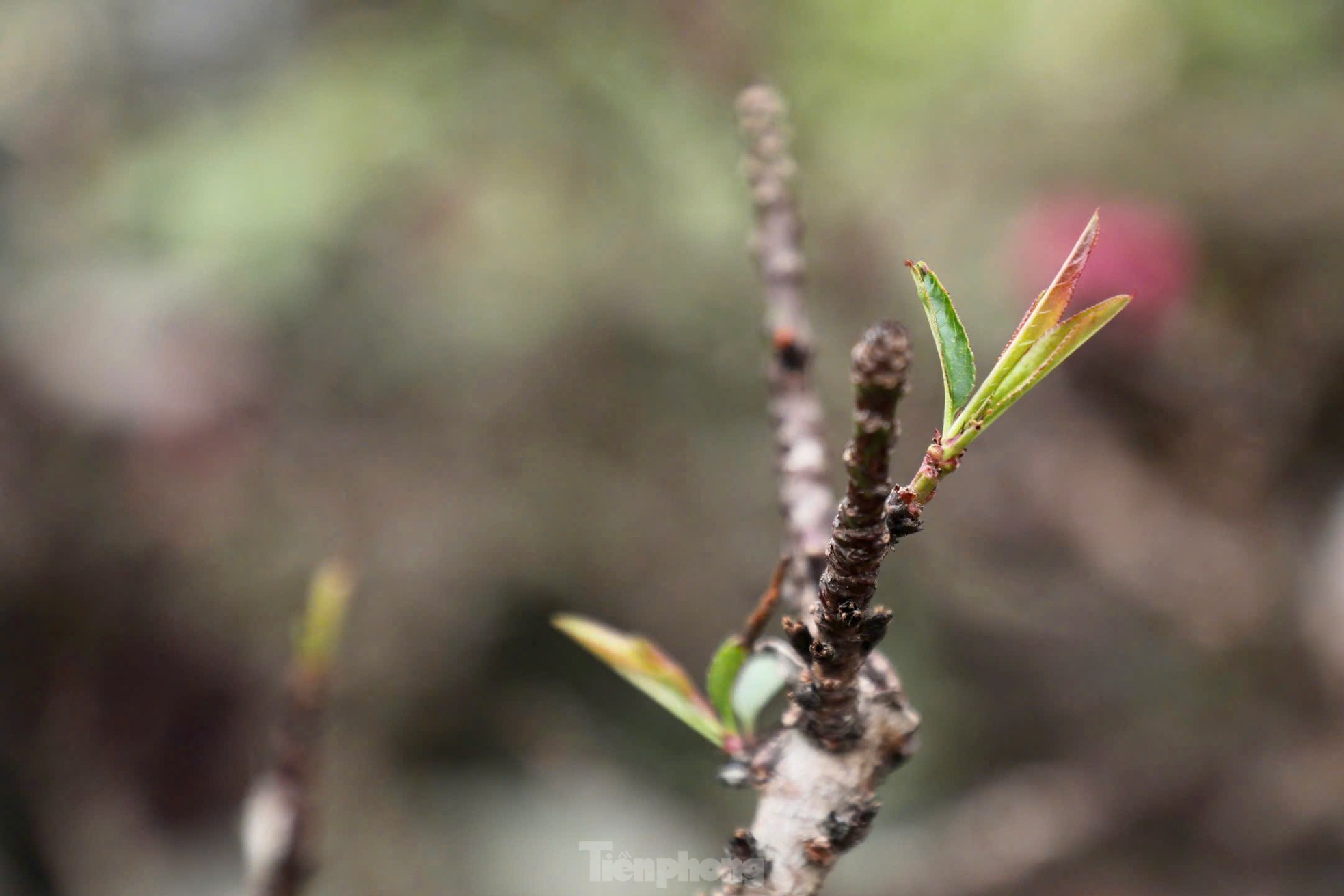 Chiêm ngưỡng 'vua của các loài đào' nằm phòng điều hoà chờ hoa nở đúng dịp Tết Nguyên đán - Ảnh 4