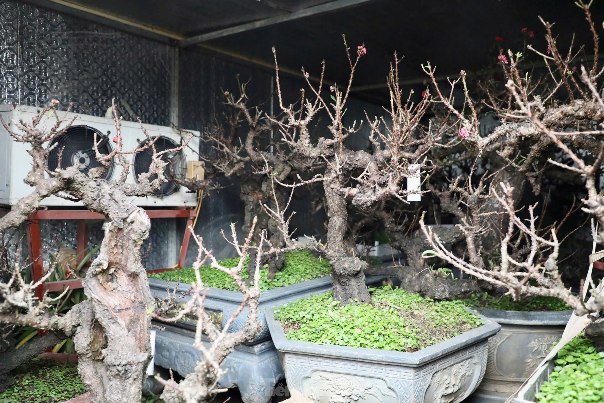 Chiêm ngưỡng 'vua của các loài đào' nằm phòng điều hoà chờ hoa nở đúng dịp Tết Nguyên đán - Ảnh 8