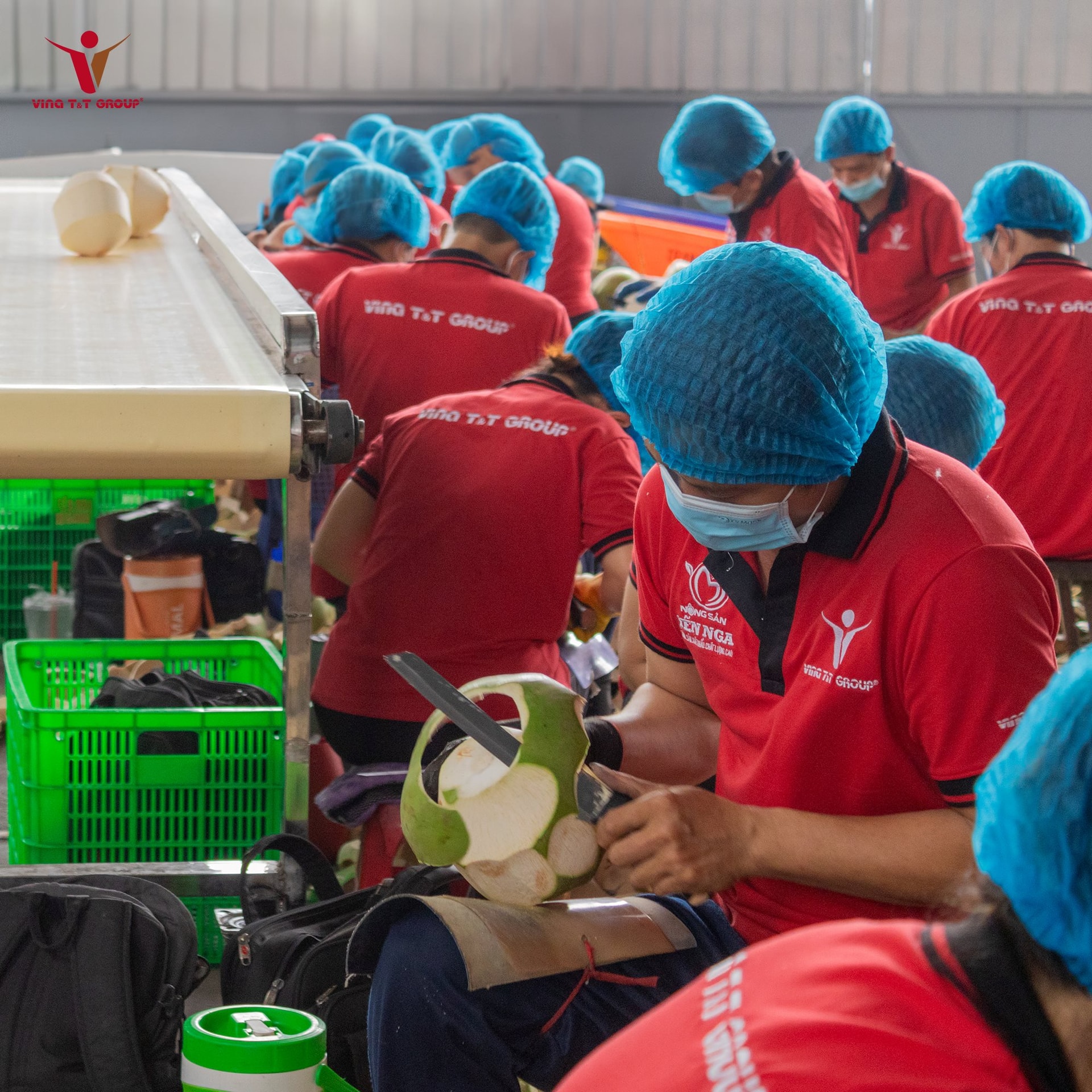 Dừa Việt - ‘Ngôi sao mới nổi’ trong CLB xuất khẩu nông sản tỷ đô: Đấu tay bo với dừa Thái ở xứ Trung, vượt ngàn chông gai chinh phục thị trường Mỹ - Ảnh 4