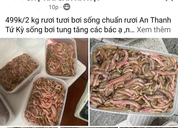 Từng có giá lên tới nửa triệu đồng/kg, “đặc sản trời cho” bất ngờ rẻ chưa từng có - Ảnh 4