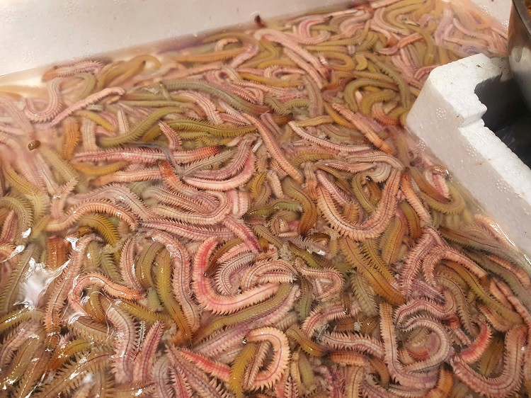 Từng có giá lên tới nửa triệu đồng/kg, “đặc sản trời cho” bất ngờ rẻ chưa từng có - Ảnh 3