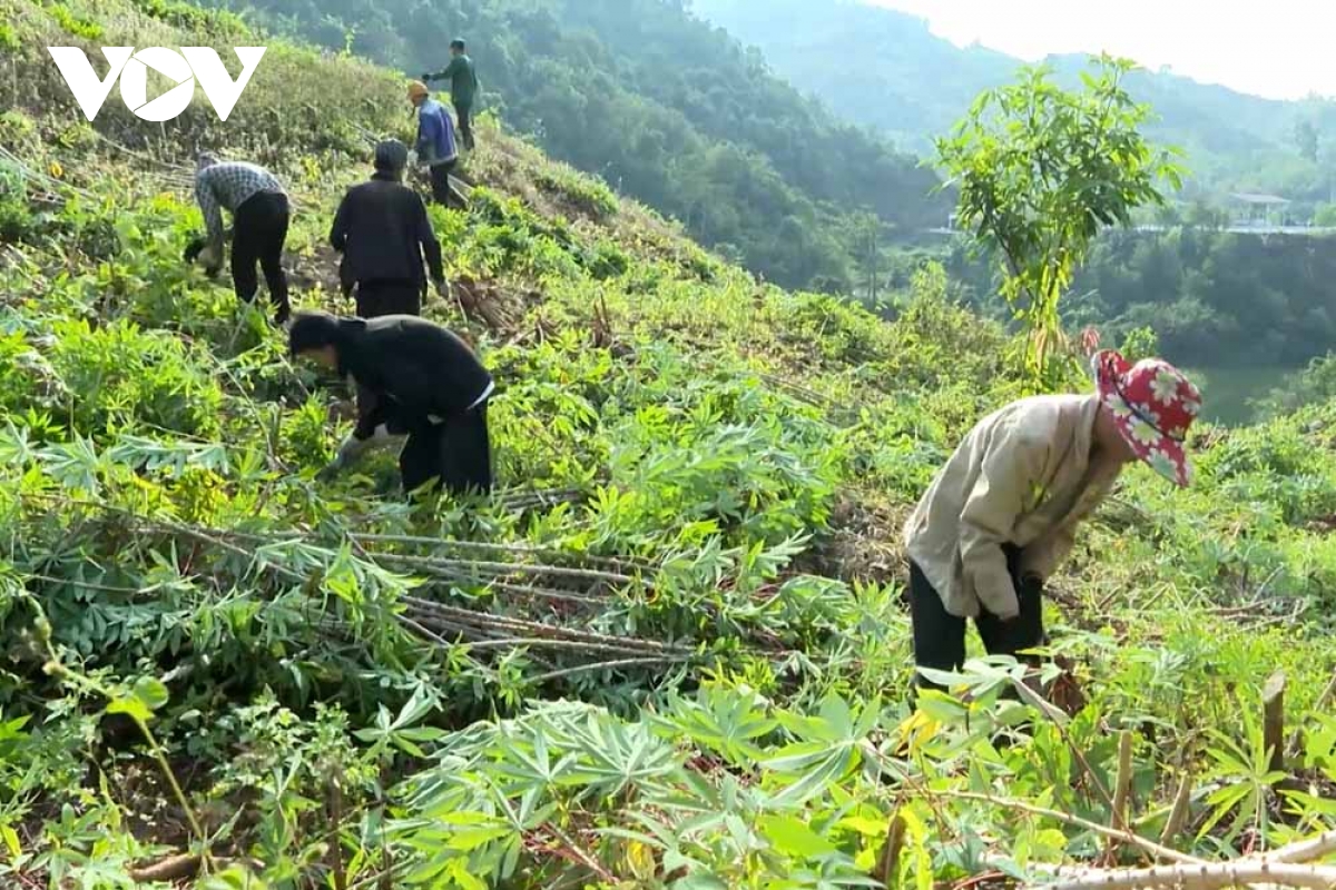 Giá thu mua thấp, người trồng sắn ở Lai Châu đối diện với khó khăn - Ảnh 3