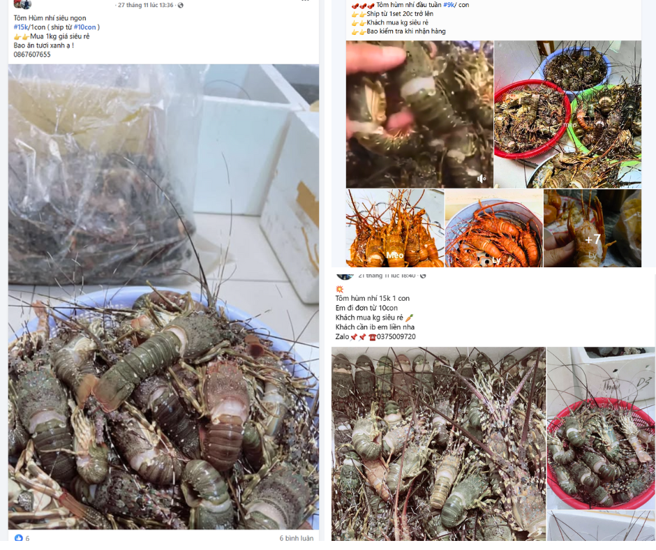 Tôm hùm bán trên mạng, 10.000 đồng/con, tin được không? - Ảnh 1