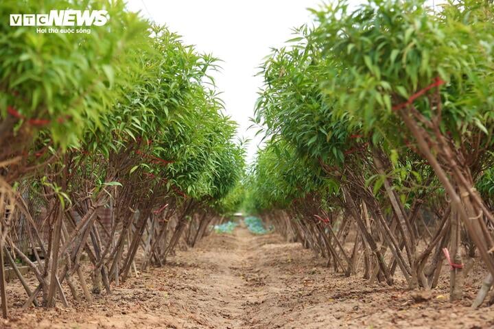 Bị bão lũ lịch sử tàn phá, đào, quất cảnh Hà Nội có kịp đón Tết Nguyên đán? - Ảnh 18