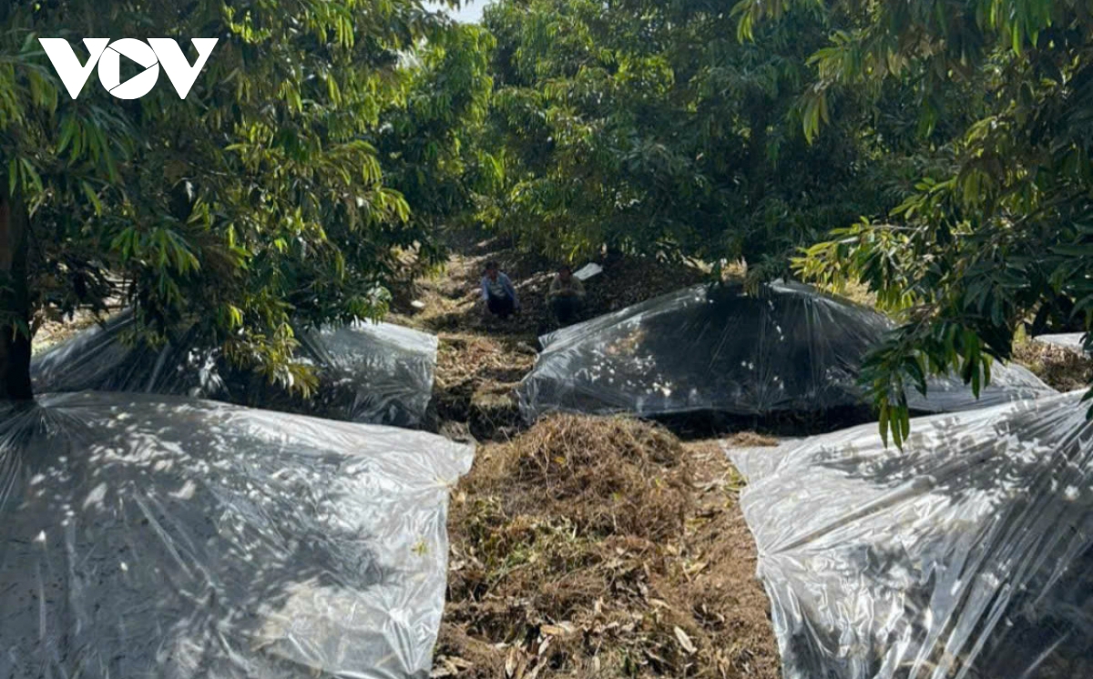 Bảo vệ vườn cây "tỷ phú" chống hạn mặn - Ảnh 3