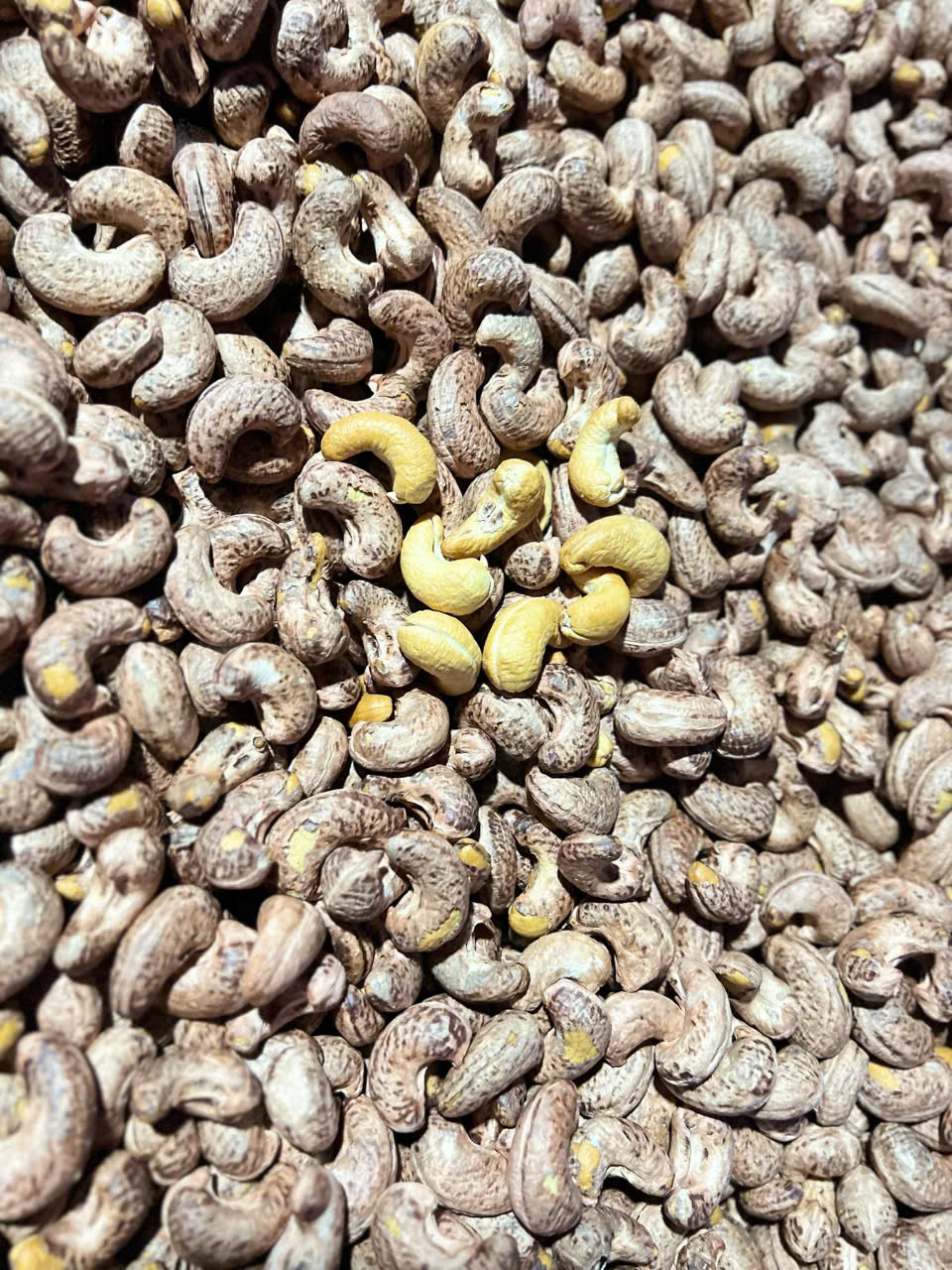 Gần Tết, "hạt điều Bình Phước" loạn giá - Ảnh 2