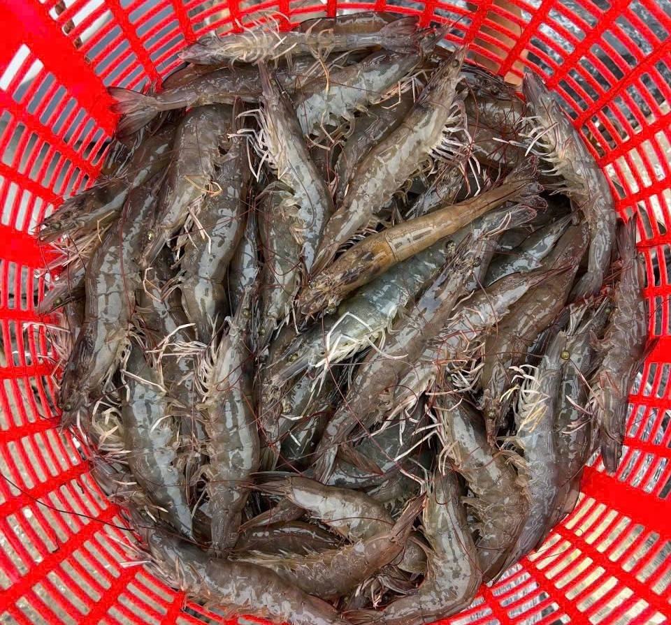 Tôm thẻ giá kỷ lục, người nuôi ở Tiền Giang lãi to - Ảnh 2
