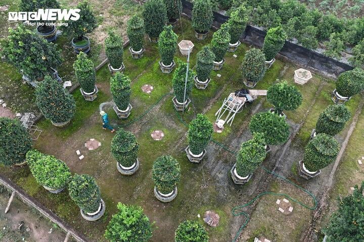 Chưa đến Tết, quýt cảnh lục bình giá chục triệu đồng đã 'cháy hàng' - Ảnh 1