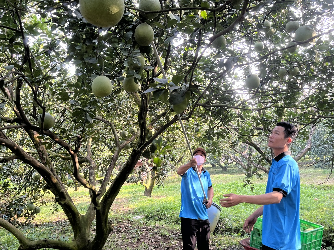 Giá bưởi Tết có thể tăng sốc - Ảnh 1