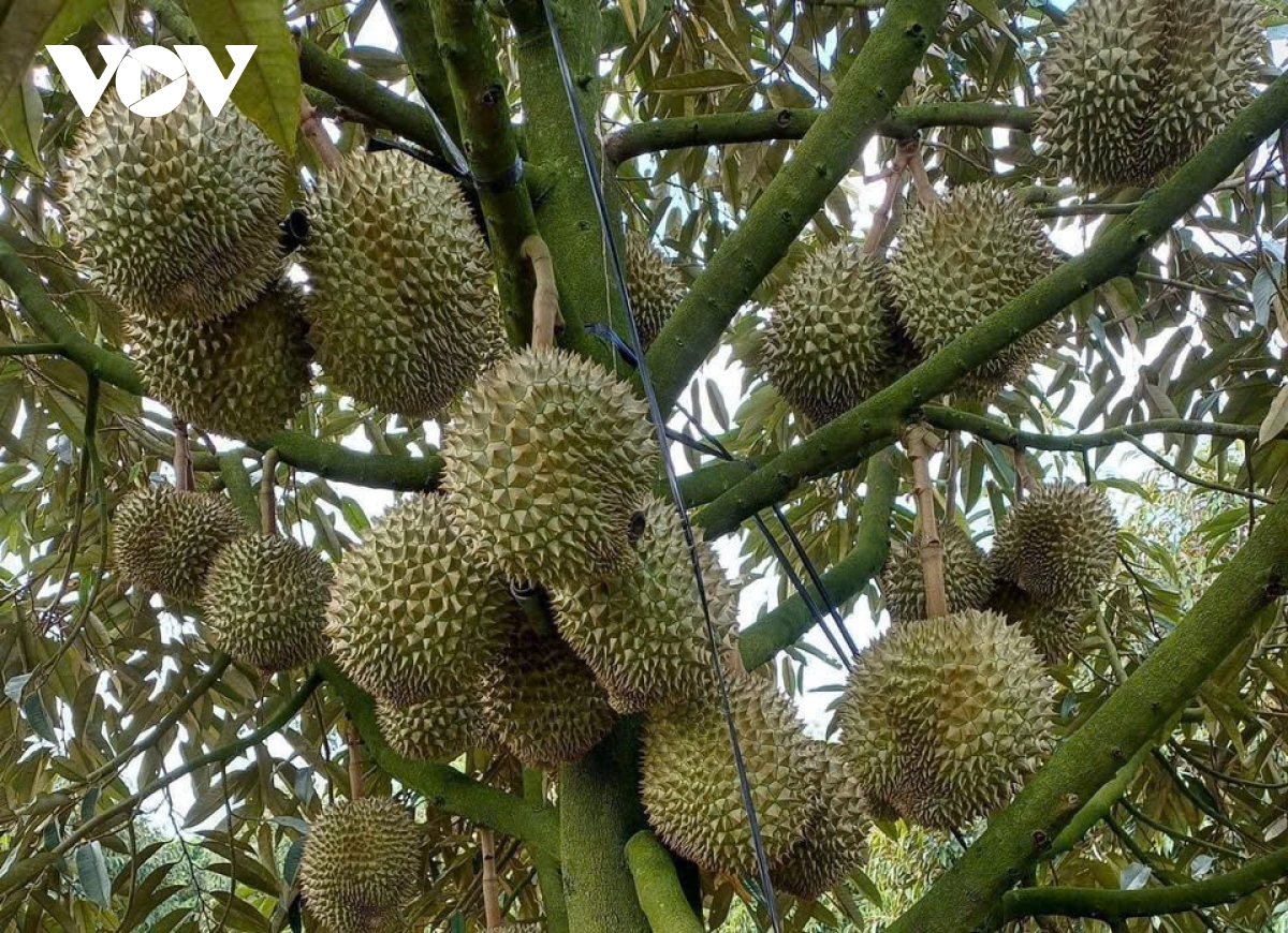 Cuối năm trái sầu riêng tăng giá ở mức kỉ lục - Ảnh 1