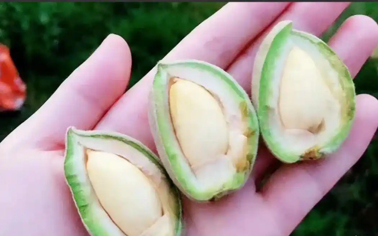 Quả người Việt chỉ ăn hạt, ở nước ngoài bán nguyên quả mà “hái ra tiền” - Ảnh 2