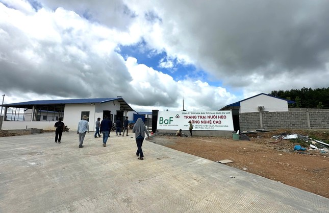 Một trang trại nuôi heo bị đình chỉ hoạt động - Ảnh 1