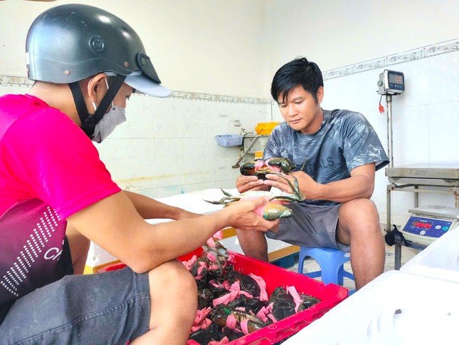 Cua Cà Mau hơn 1,1 triệu đồng/kg ngày Tết - Ảnh 1