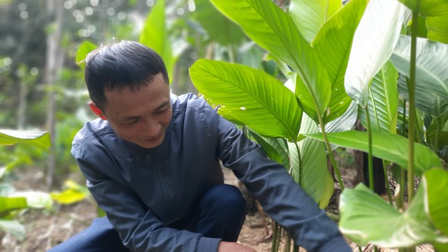 Hàng trăm hộ dân có Tết nhờ loại cây bán lá - Ảnh 1