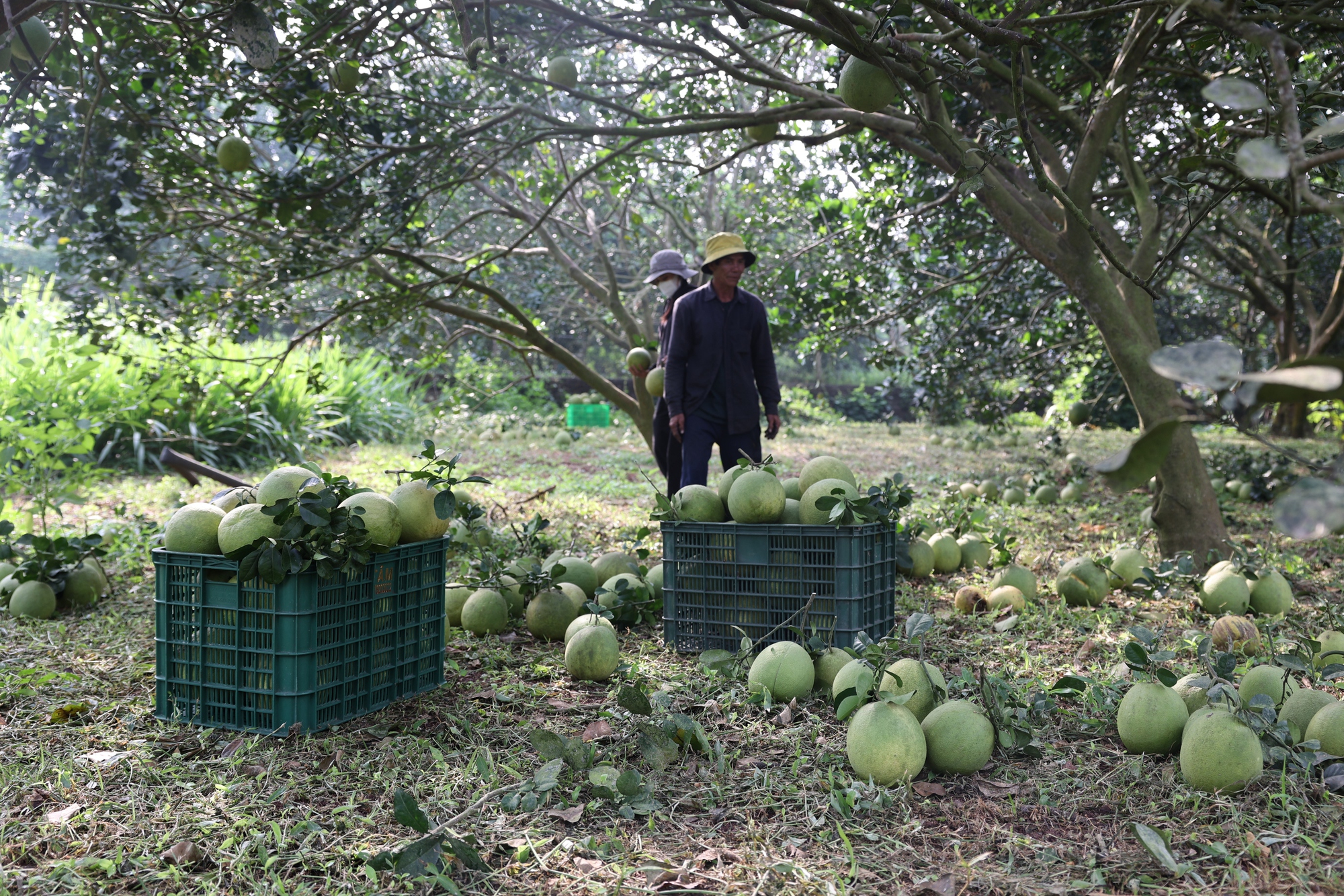 Nông dân lãi tiền tỉ với mùa bưởi Tết bội thu - Ảnh 1