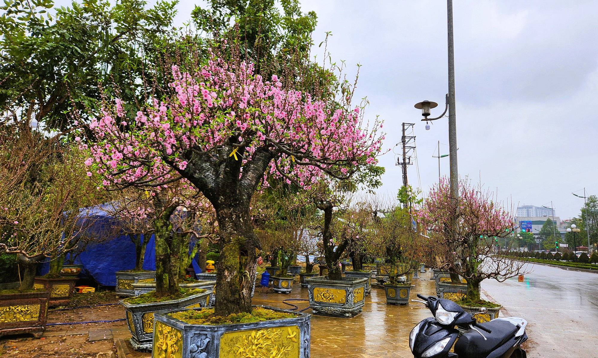 Đào bung nở khắp phố dưới mưa rét, tiểu thương "cắn răng" xả lỗ - Ảnh 3