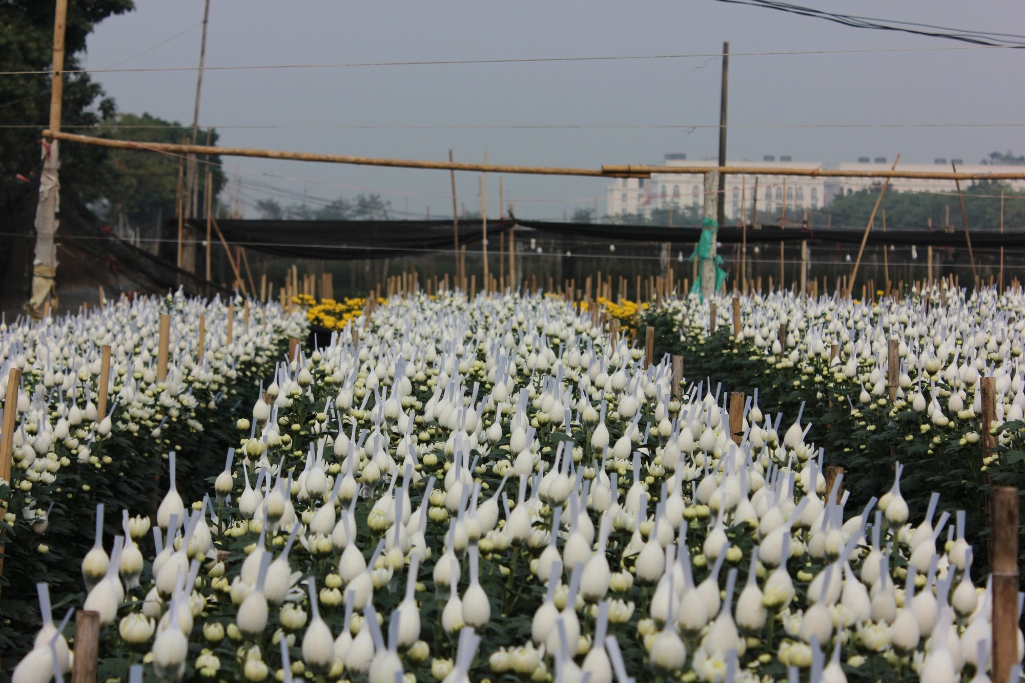 Làng hoa lớn nhất Hà Nội tất bật chuẩn bị cho Tết Nguyên đán 2025 - Ảnh 3