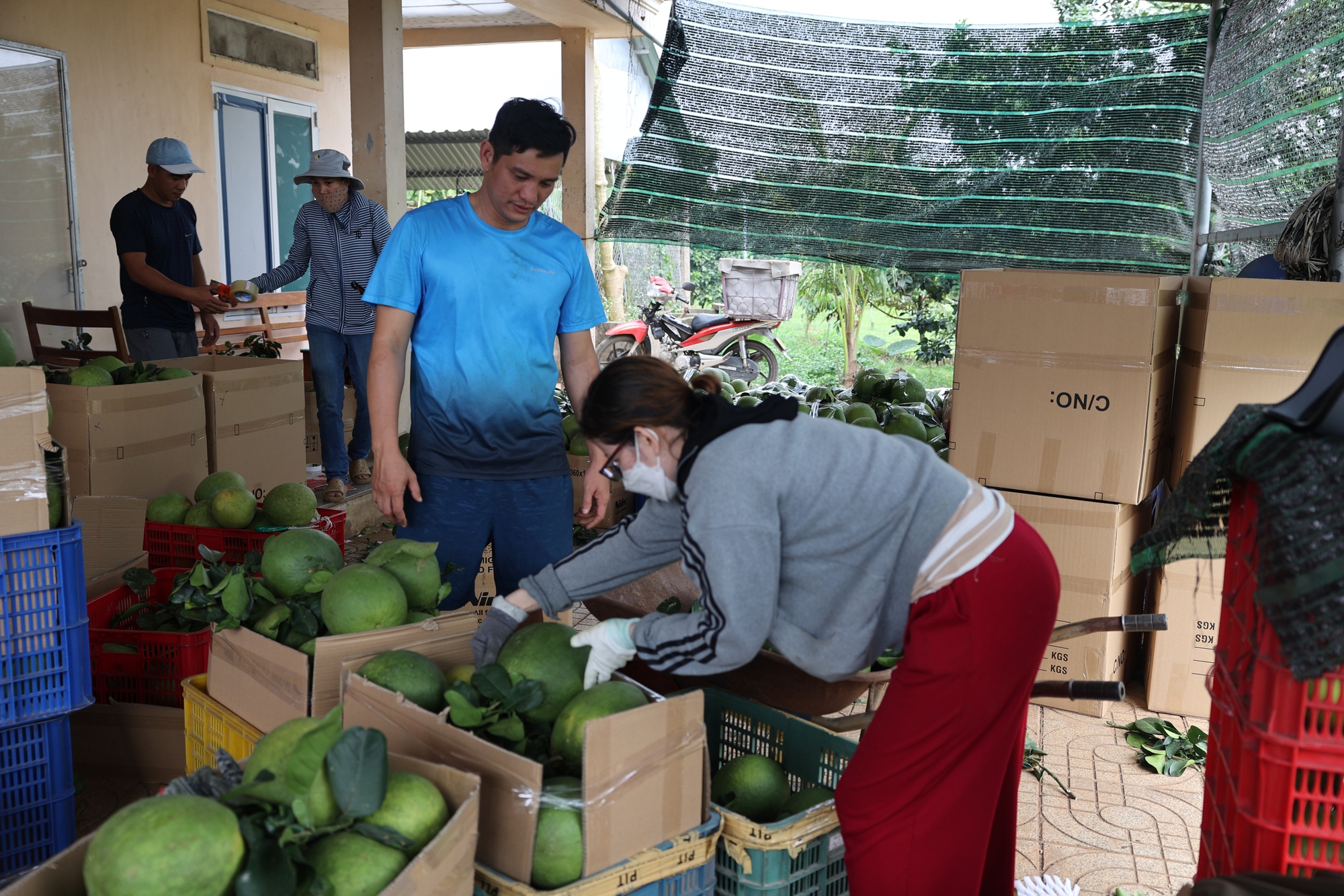 Nông dân lãi tiền tỉ với mùa bưởi Tết bội thu - Ảnh 7