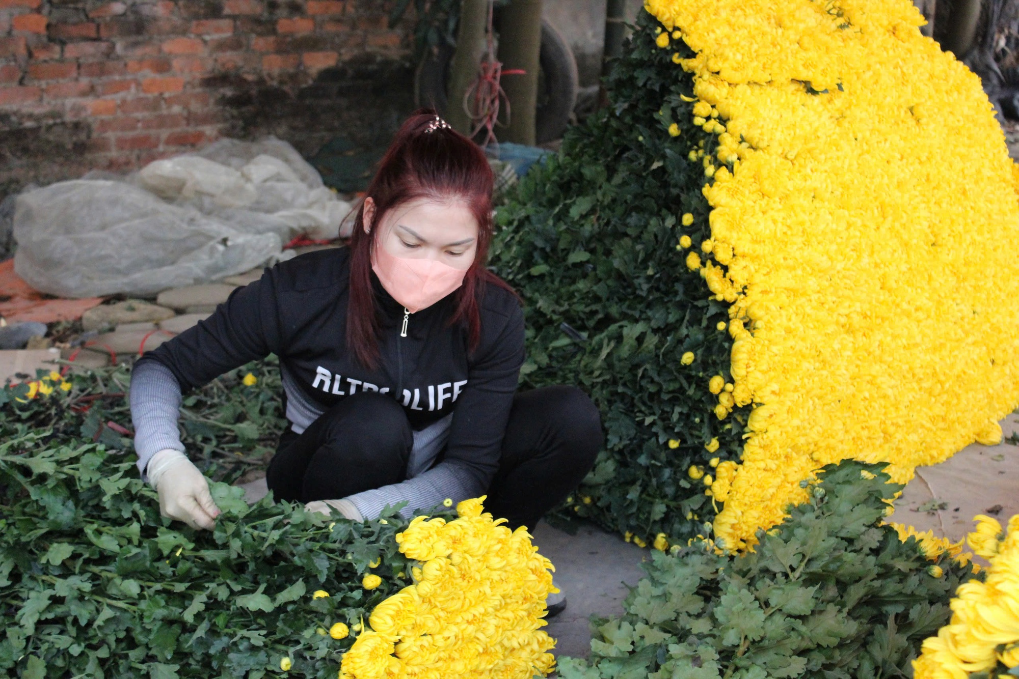 Làng hoa lớn nhất Hà Nội tất bật chuẩn bị cho Tết Nguyên đán 2025 - Ảnh 6