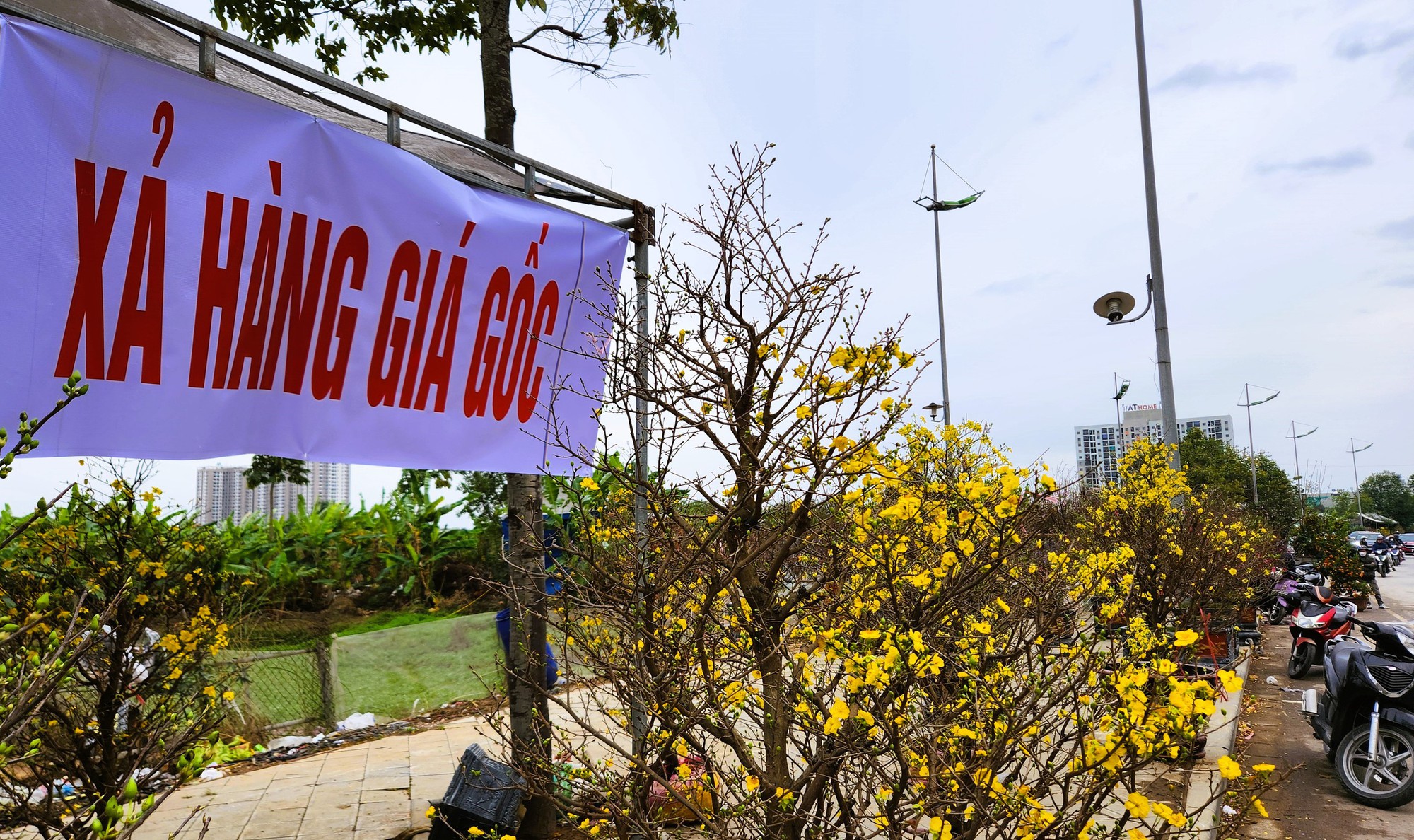 Đào bung nở khắp phố dưới mưa rét, tiểu thương "cắn răng" xả lỗ - Ảnh 12