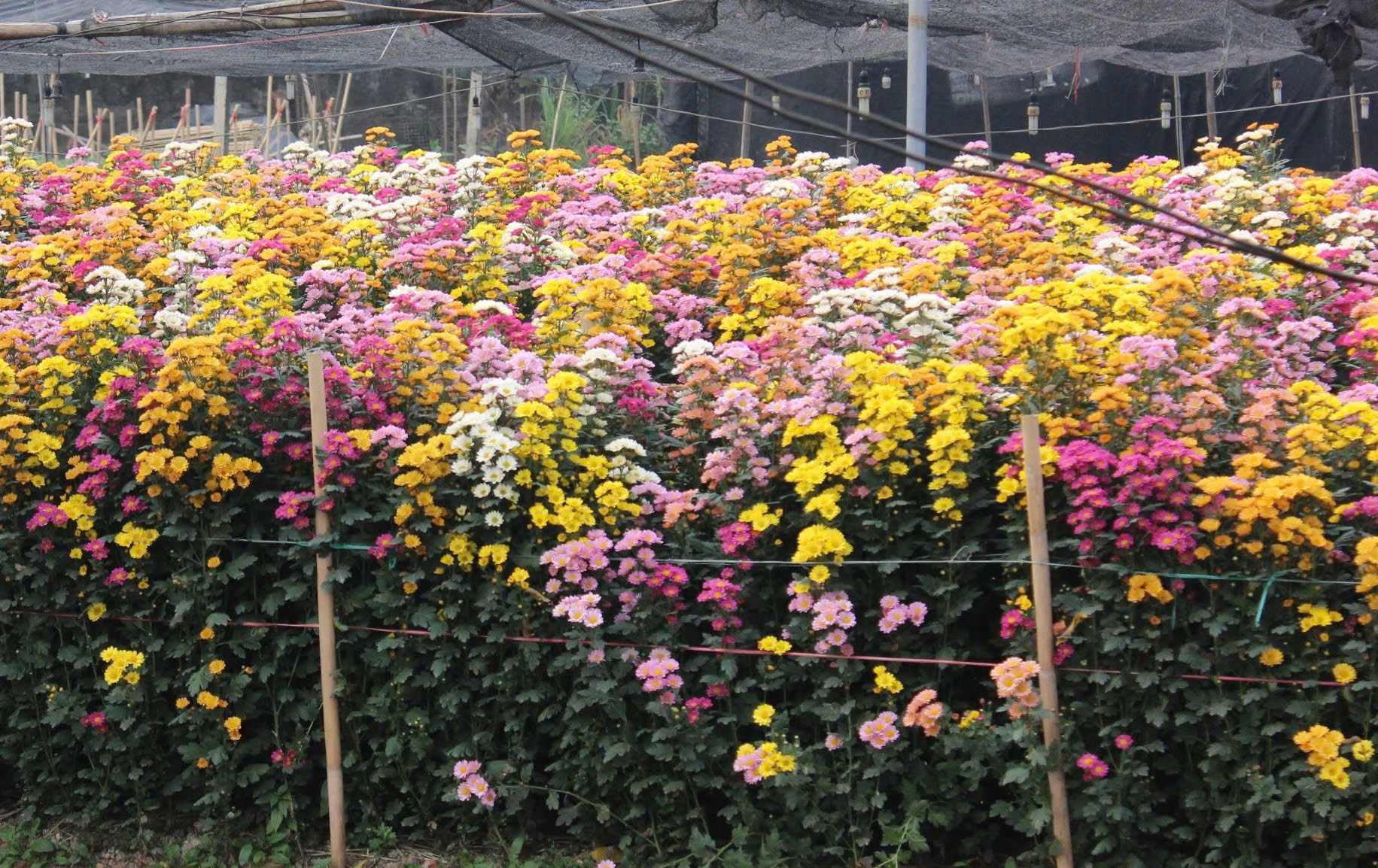 Làng hoa lớn nhất Hà Nội tất bật chuẩn bị cho Tết Nguyên đán 2025 - Ảnh 5