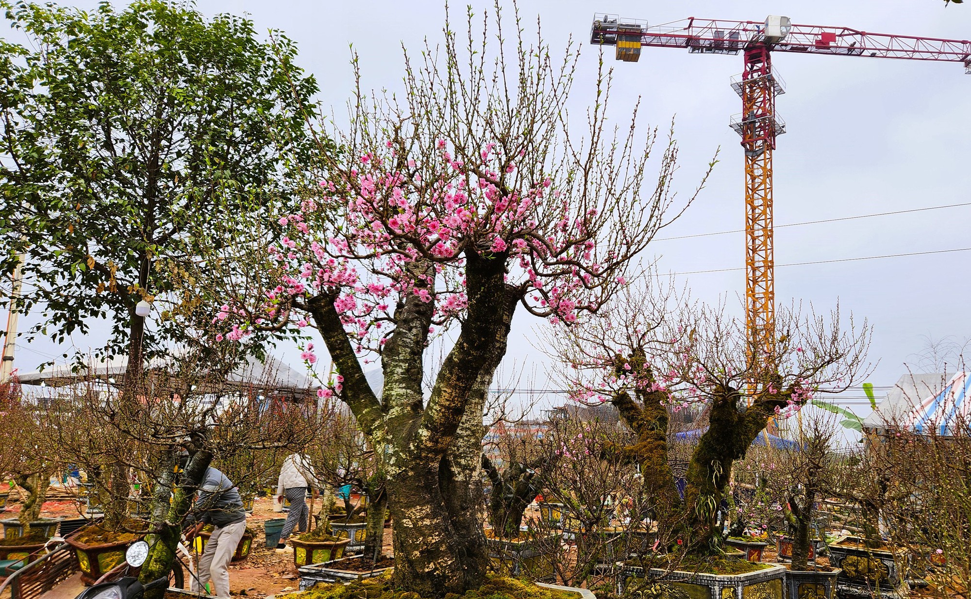 Đào bung nở khắp phố dưới mưa rét, tiểu thương "cắn răng" xả lỗ - Ảnh 8