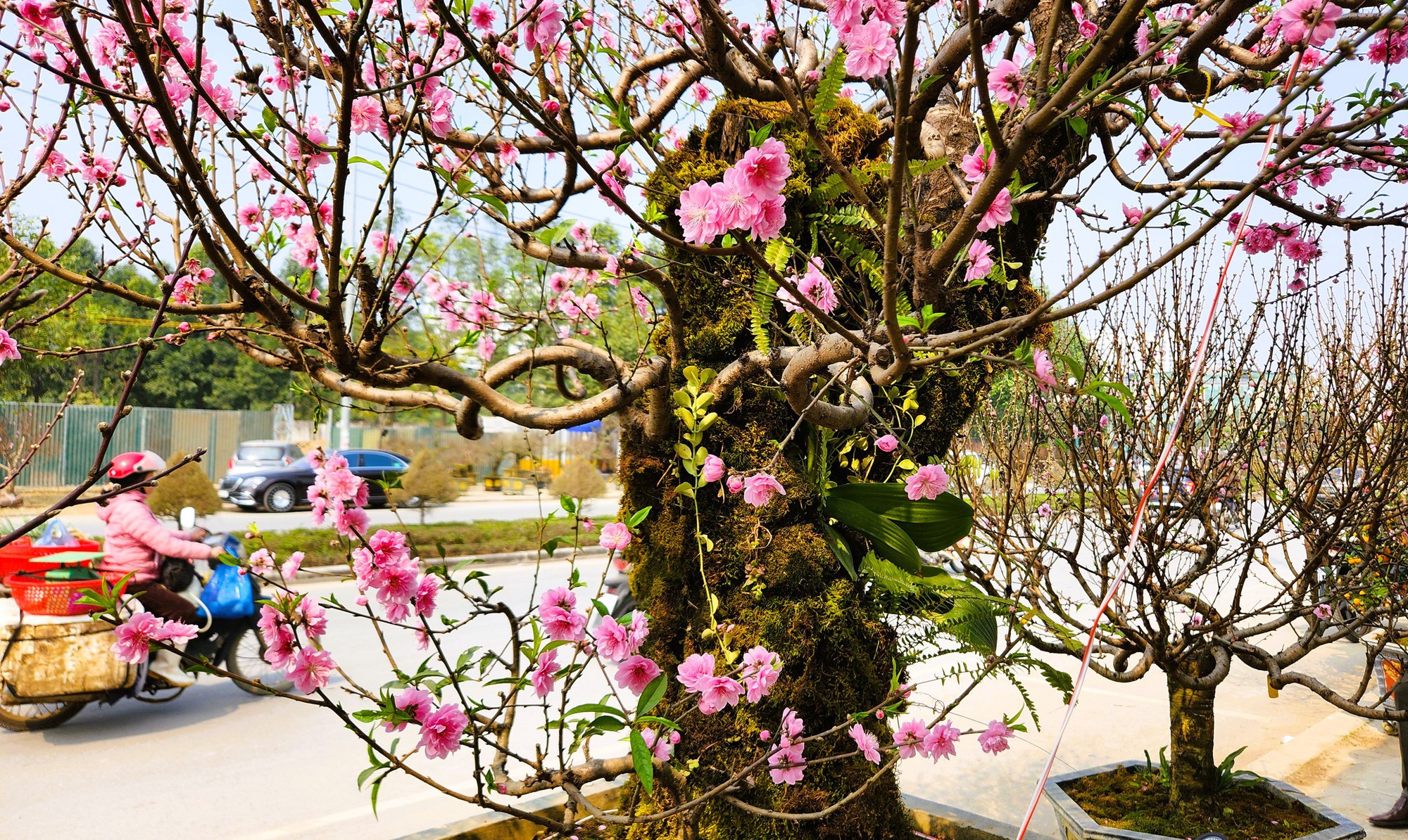 Đào bung nở khắp phố dưới mưa rét, tiểu thương "cắn răng" xả lỗ - Ảnh 9