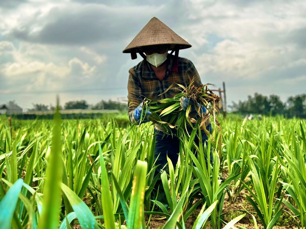 Hoa Tết mất mùa, người trồng điêu đứng - Ảnh 1