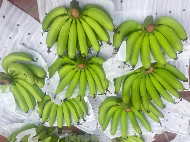 Giá chuối xanh Tết tăng vùn vụt - Ảnh 1
