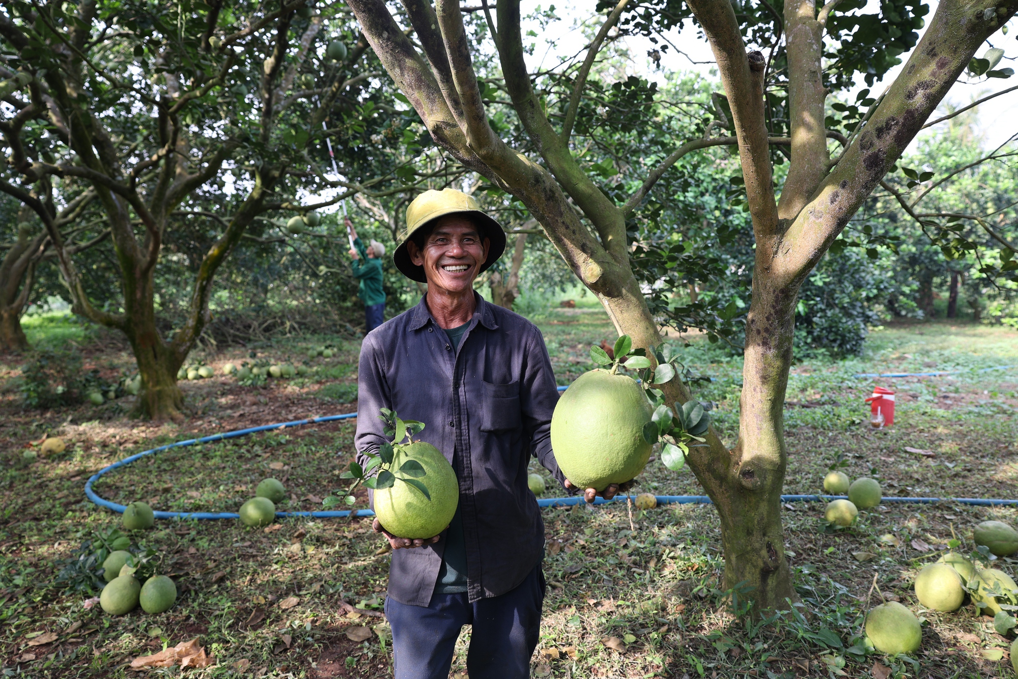Nông dân lãi tiền tỉ với mùa bưởi Tết bội thu - Ảnh 3