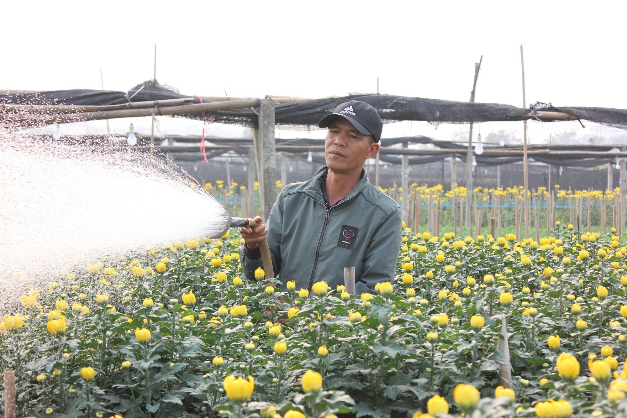 Làng hoa lớn nhất Hà Nội tất bật chuẩn bị cho Tết Nguyên đán 2025 - Ảnh 1