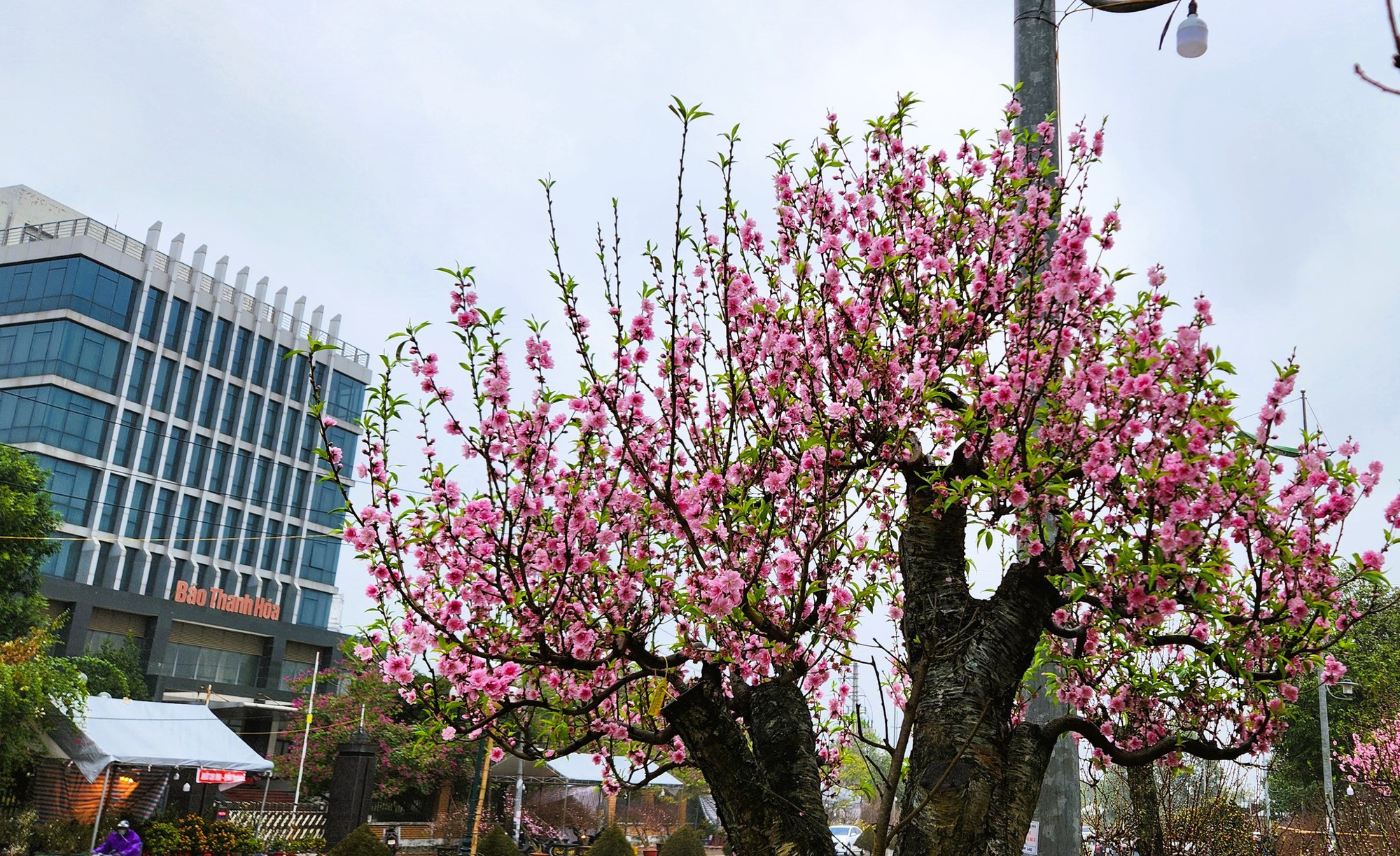 Đào bung nở khắp phố dưới mưa rét, tiểu thương "cắn răng" xả lỗ - Ảnh 4