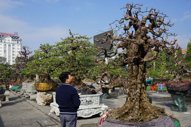 Cận cảnh cây khế sần sùi cao 4m, được 'nuôi' 20 năm có giá tiền tỷ - Ảnh 1