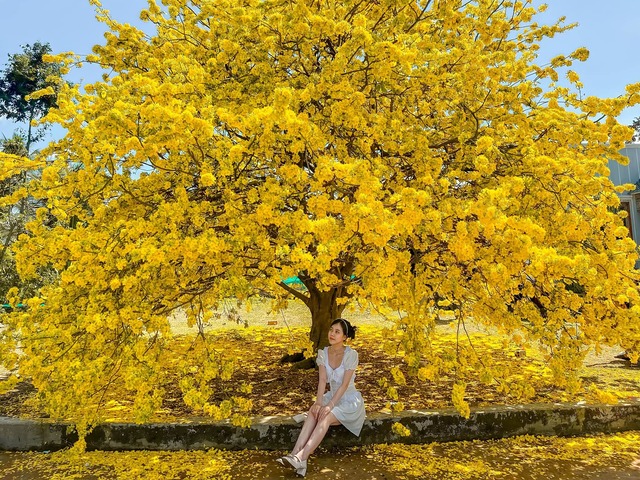 Ngóng cây mai vàng “đẹp nhất Việt Nam" bao năm bung nở đúng Mùng 1 Tết - Ảnh 1