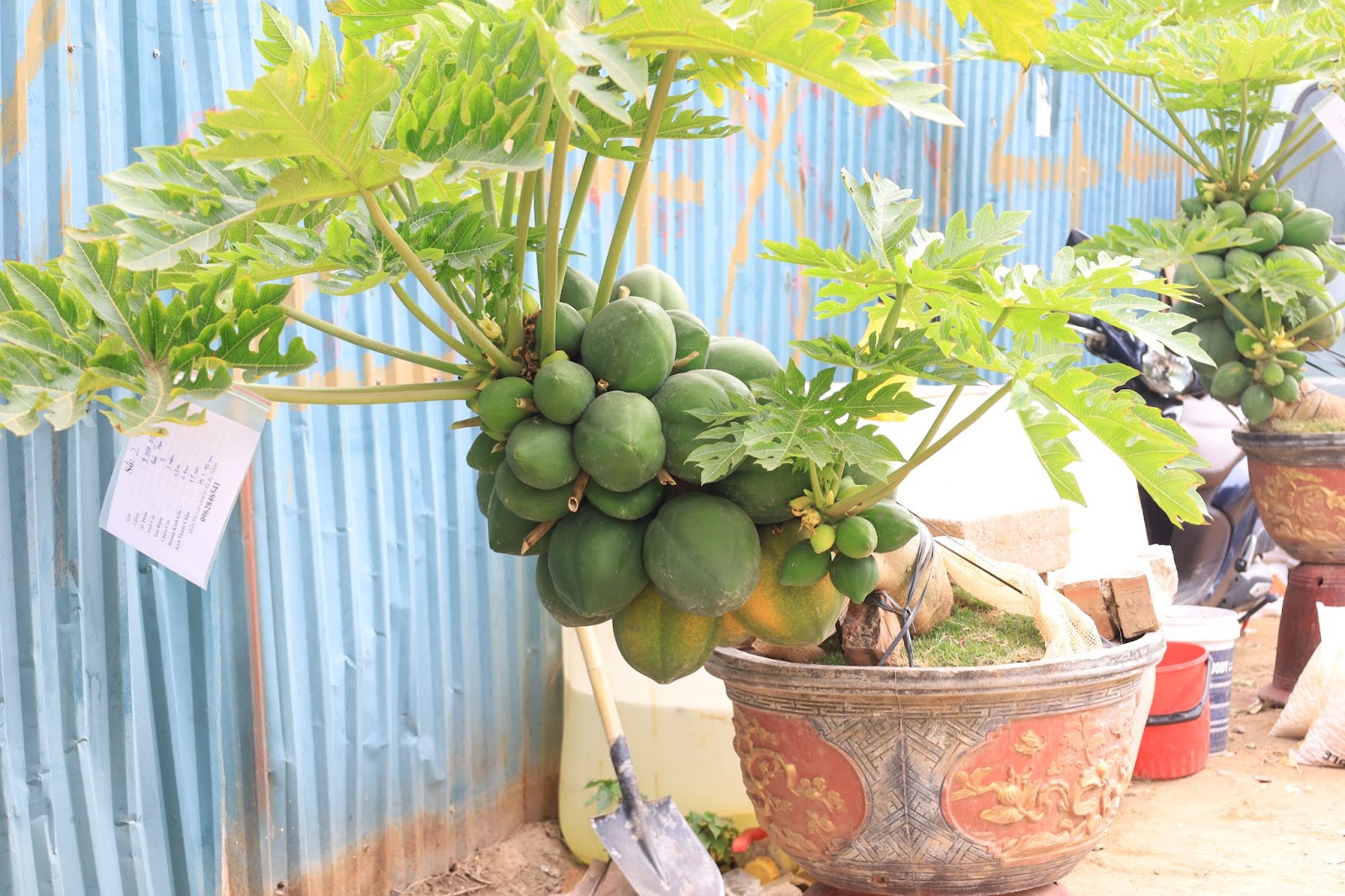 Đu đủ bonsai giá chục triệu đón Tết Nguyên đán Ất Tỵ - Ảnh 3