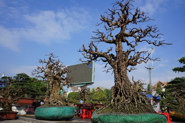 Cận cảnh cây khế sần sùi cao 4m, được 'nuôi' 20 năm có giá tiền tỷ - Ảnh 6