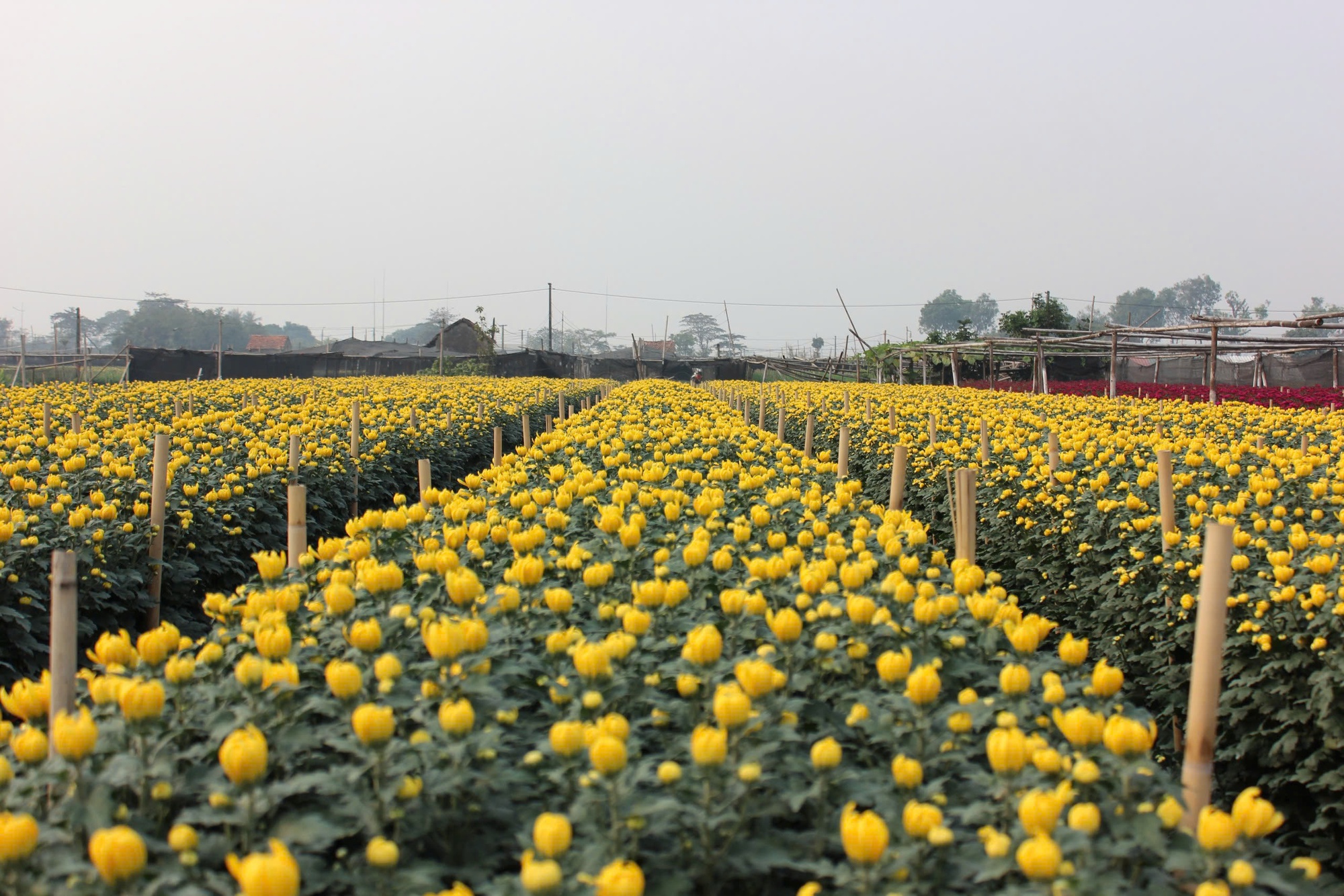 Làng hoa lớn nhất Hà Nội tất bật chuẩn bị cho Tết Nguyên đán 2025 - Ảnh 2