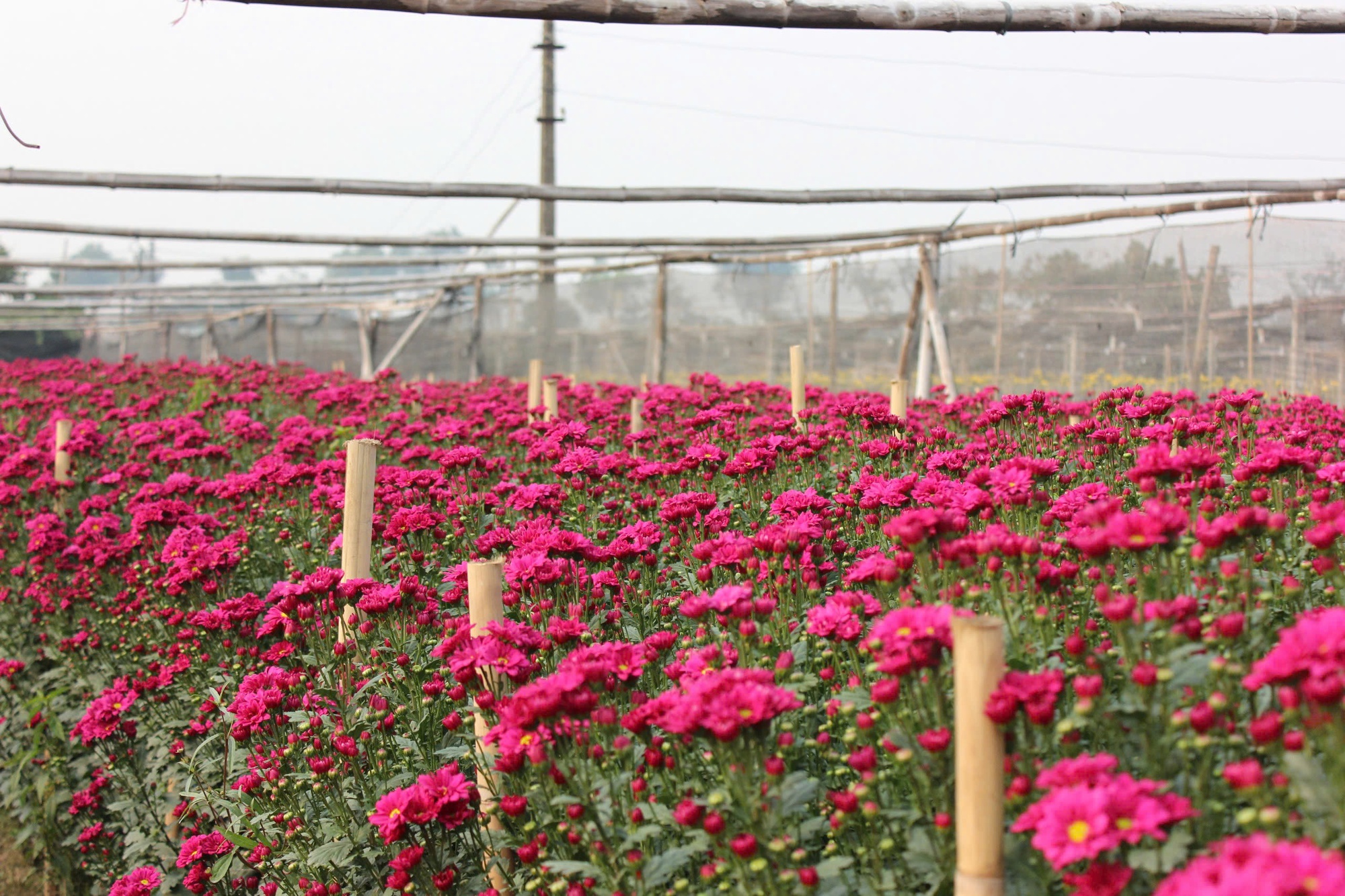 Làng hoa lớn nhất Hà Nội tất bật chuẩn bị cho Tết Nguyên đán 2025 - Ảnh 4