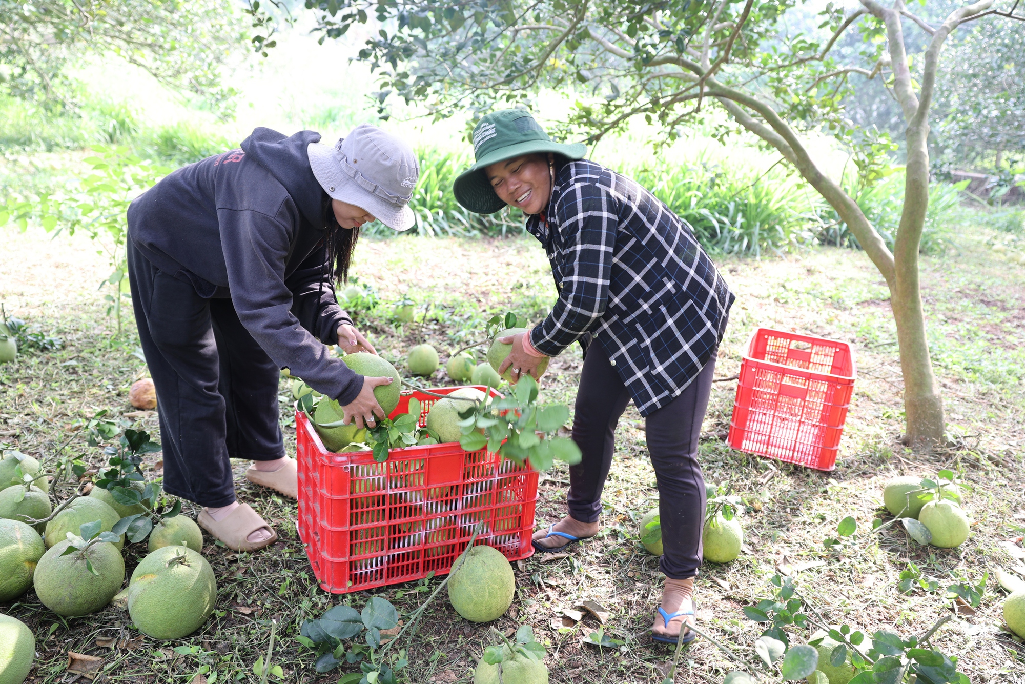 Nông dân lãi tiền tỉ với mùa bưởi Tết bội thu - Ảnh 2