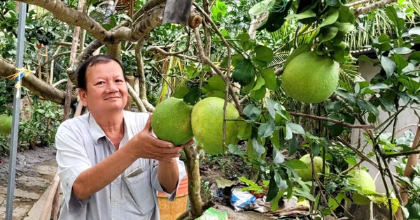 Trái bưởi da xanh giá tăng cao, nhà vườn phấn khởi