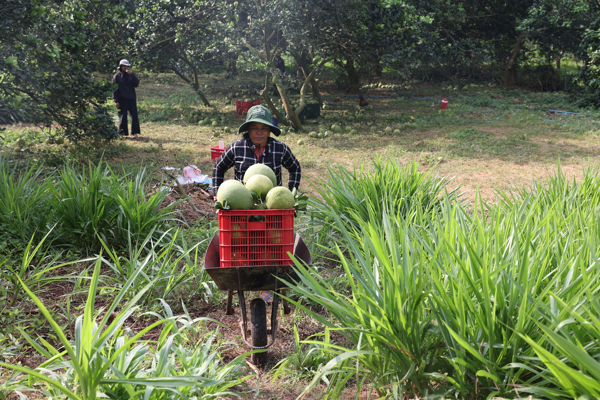 Nông dân lãi tiền tỉ với mùa bưởi Tết bội thu - Ảnh 8